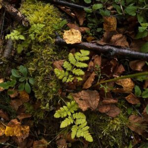 Jouw groene heksengids voor Samhain